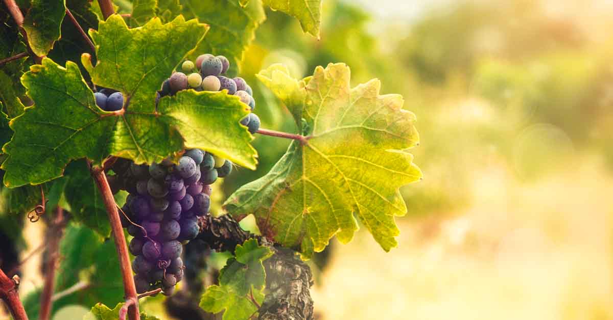 An image of a vineyard