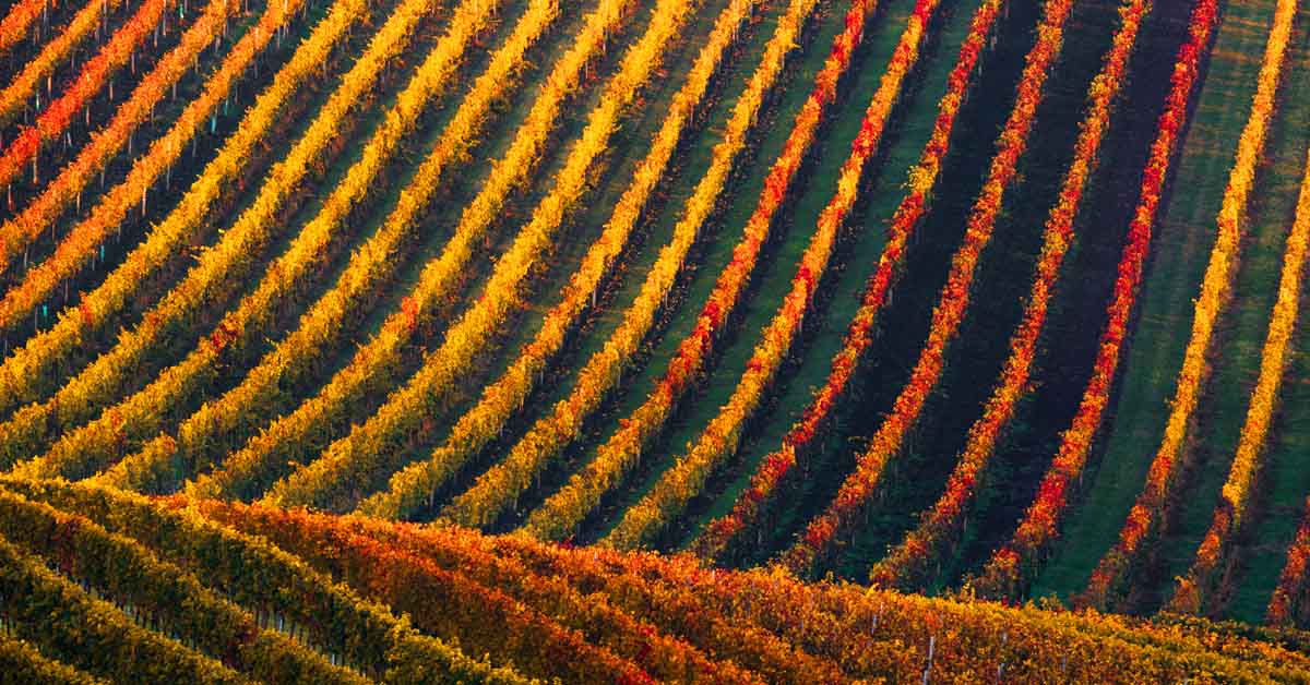 An image of a vineyard from above.
