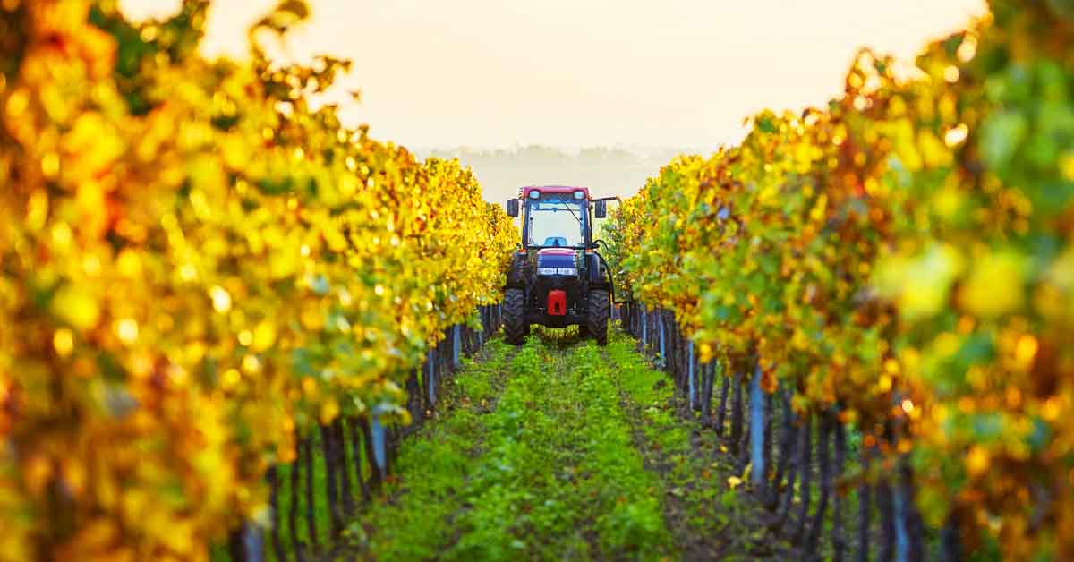 An image of a vineyard.