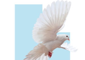 White dove with outstretched wings