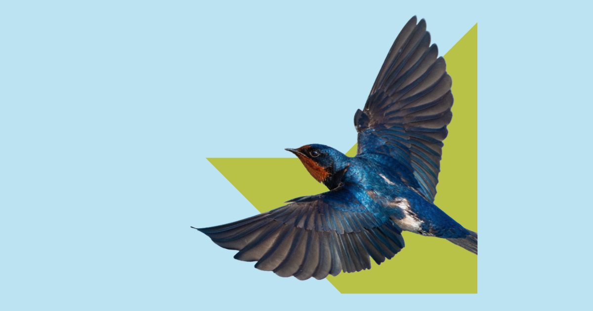 Bird in flight