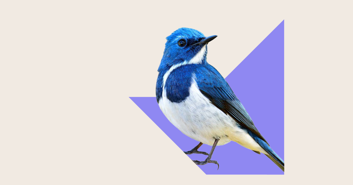 Blue and white bird symbolising immigration