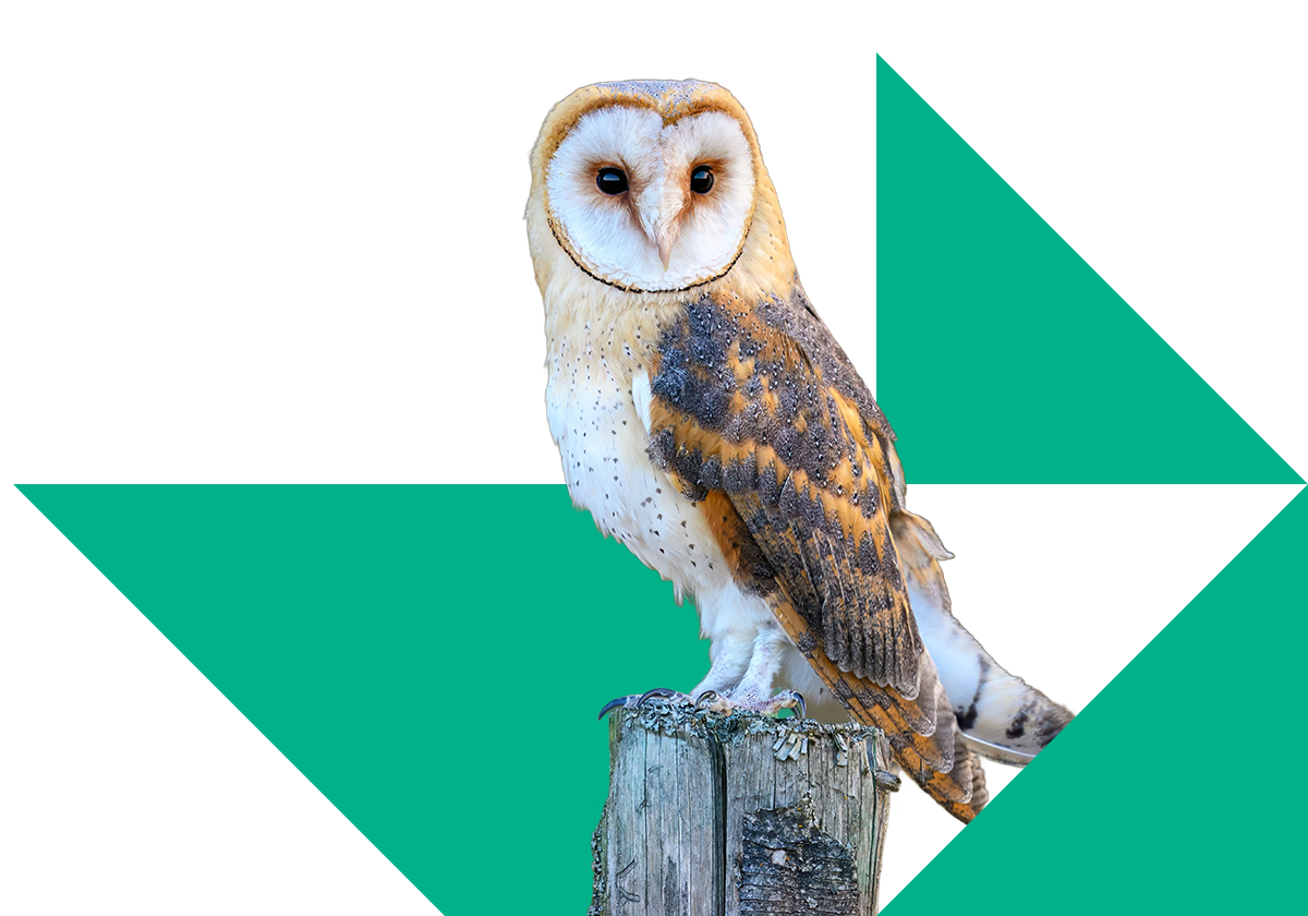Barn owl