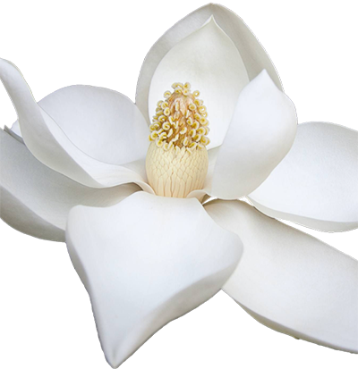 A magnolia flower displays large, white petals surrounding a textured, cream-coloured centre, set against a plain, black background.