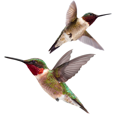 Two hummingbirds hover mid-flight against a white background, displaying iridescent green feathers and red throats, with wings blurred from rapid motion.