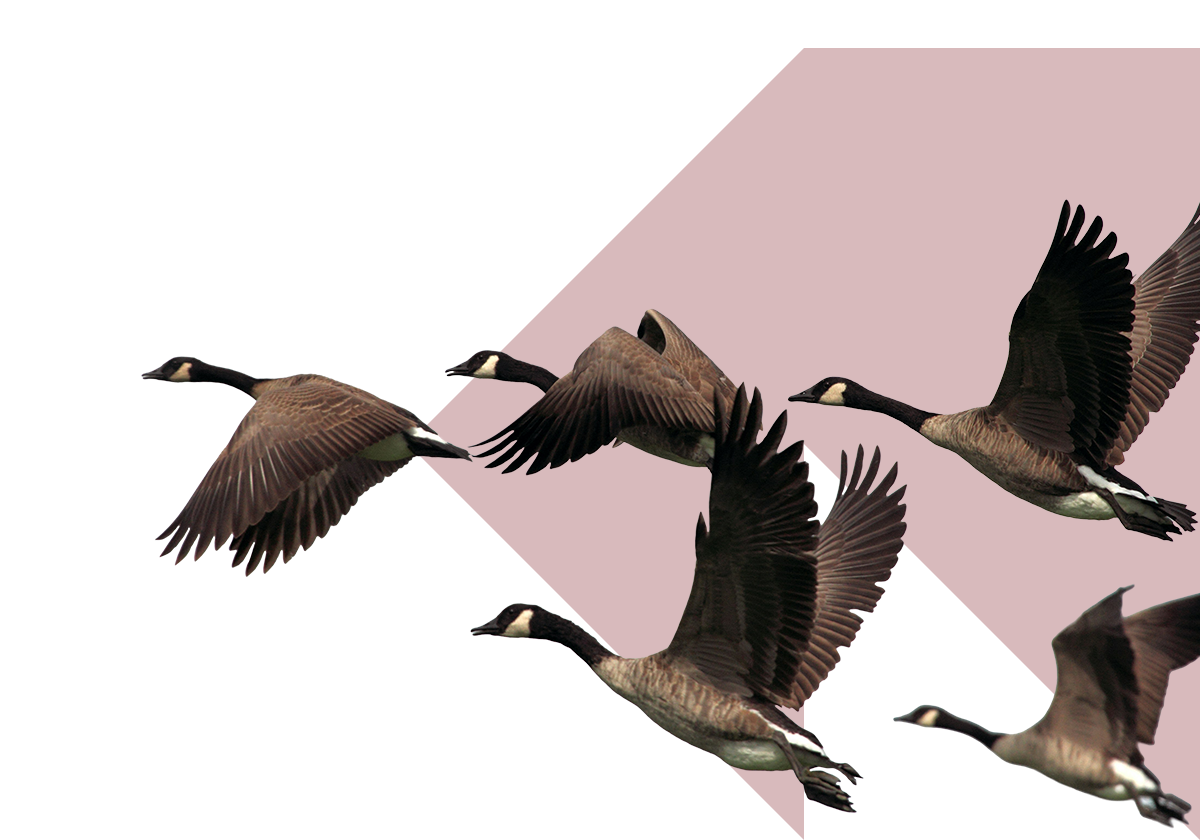 Flock of geese flying