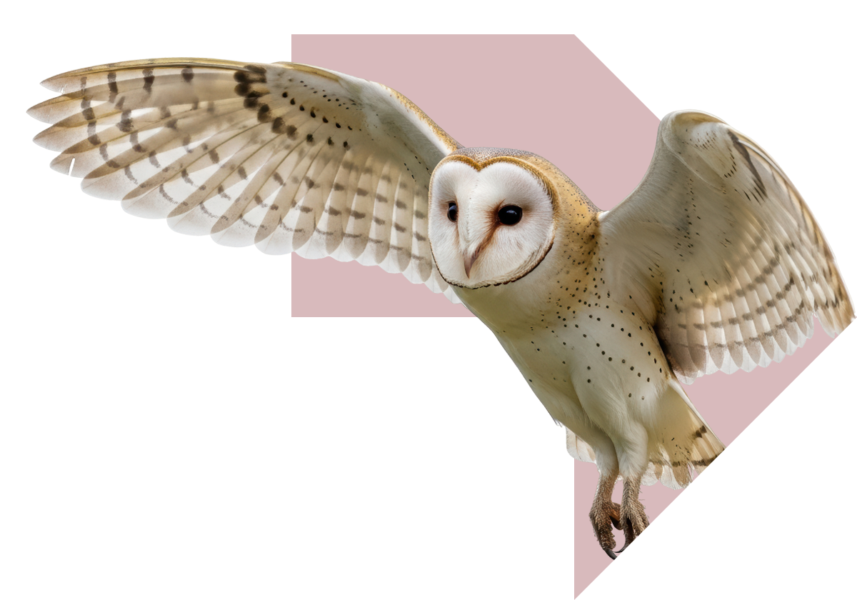 Barn owl with wings spread