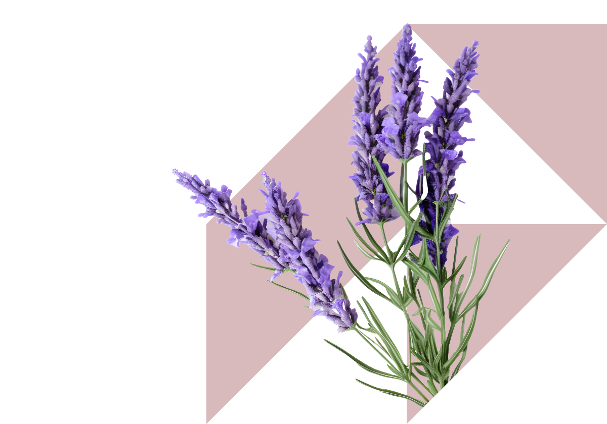 Lavender