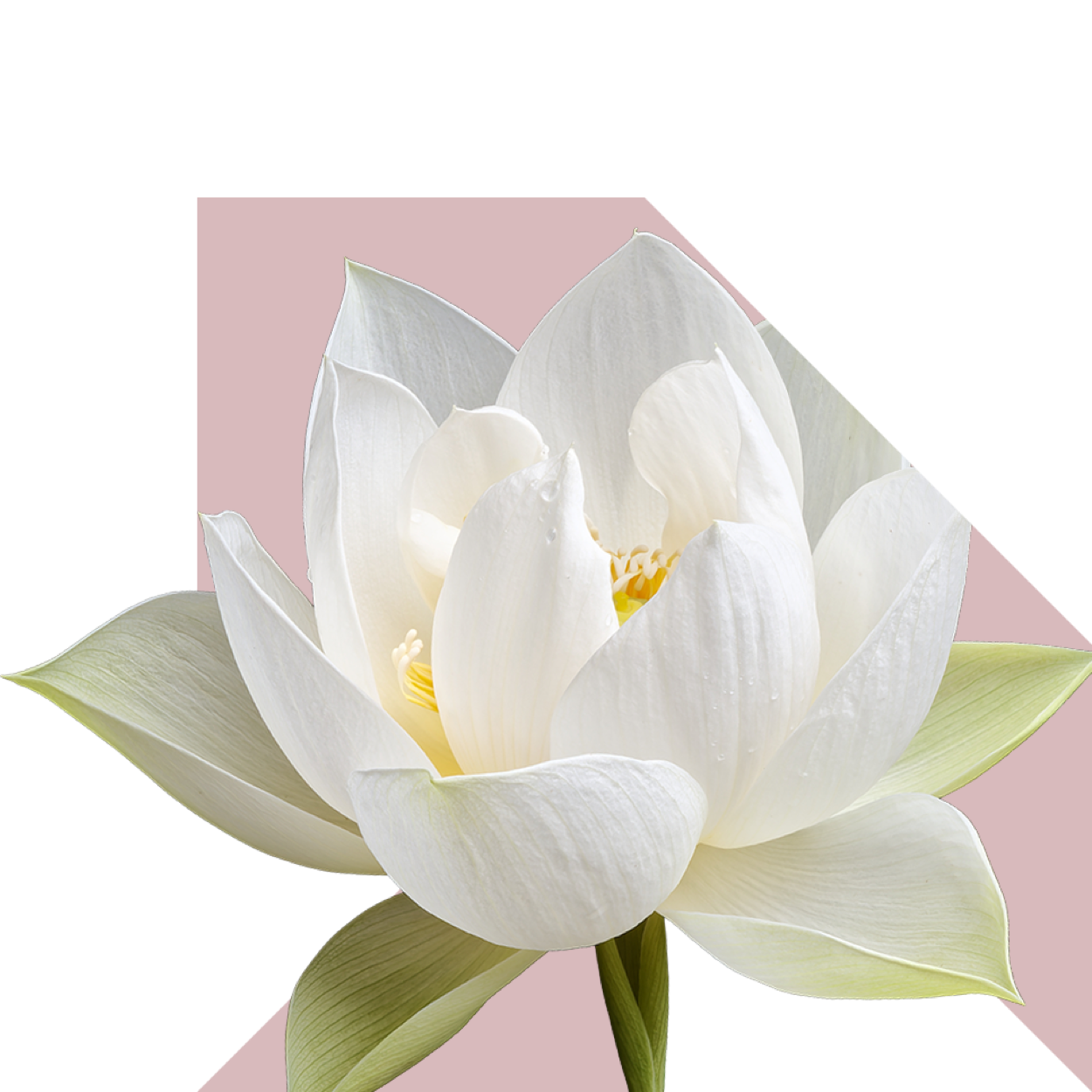White lily