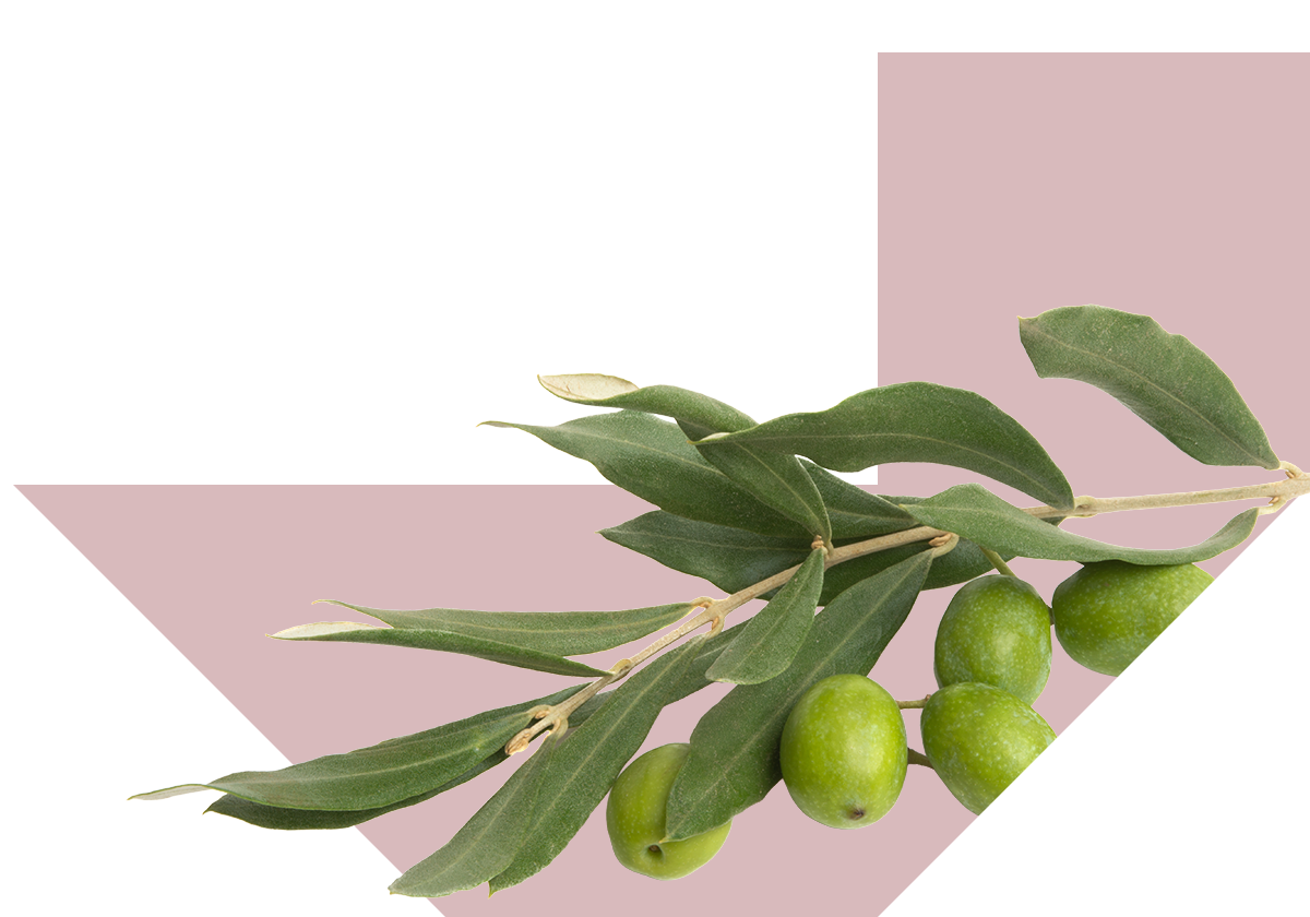 Olive branch