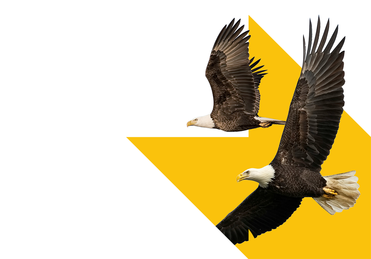 Bald eagles flying side by side