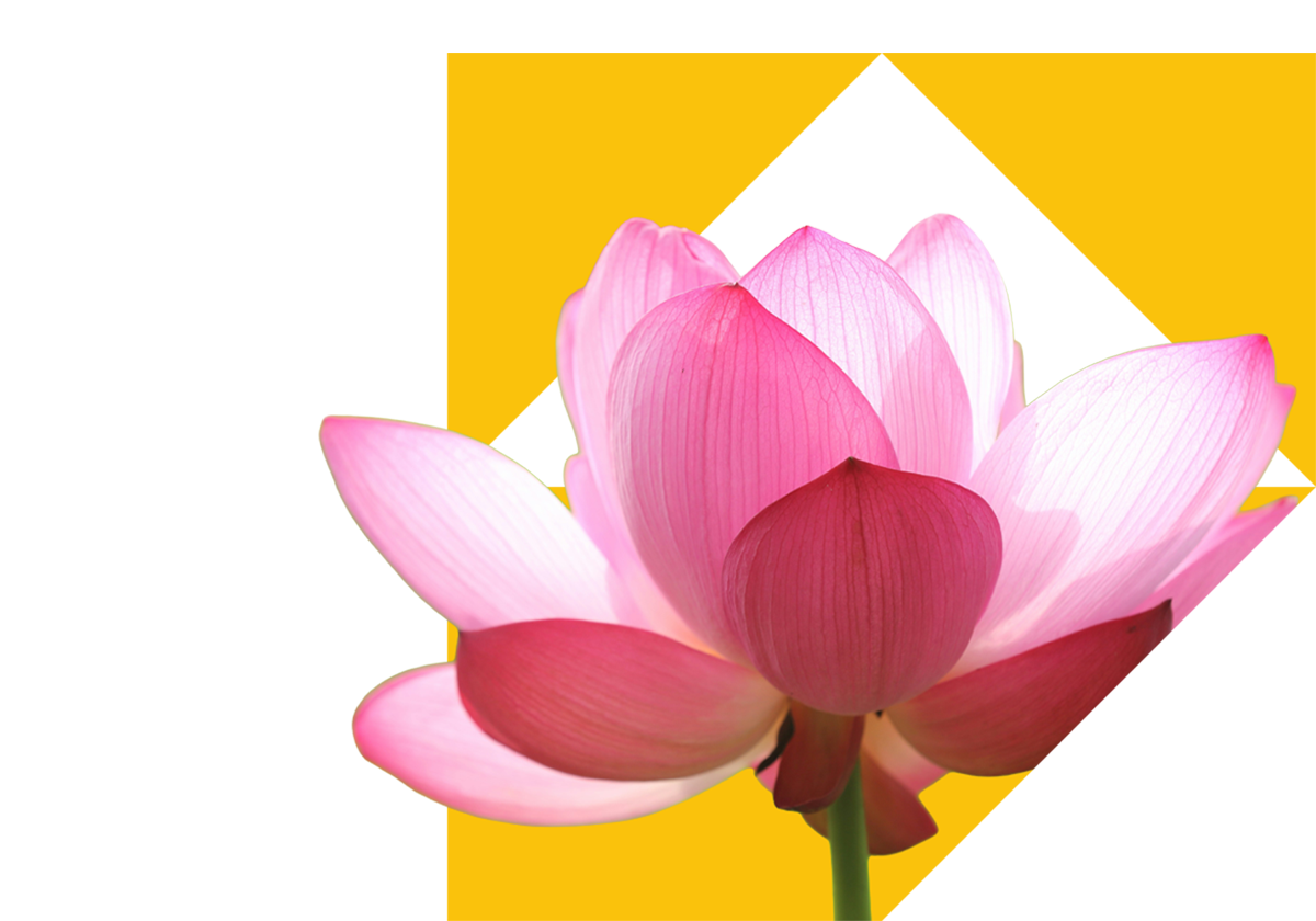 Lotus flower symbolising Asia