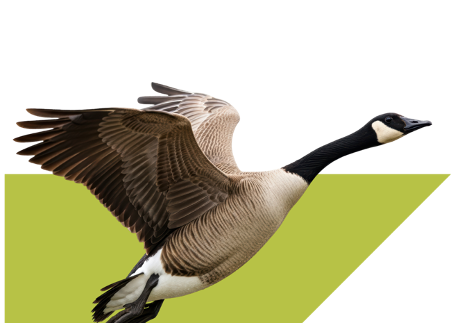 Flying goose